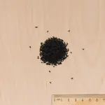 Aromatiques - Ciboulette Très Fine Danoise - BIO - MEDIA_3D